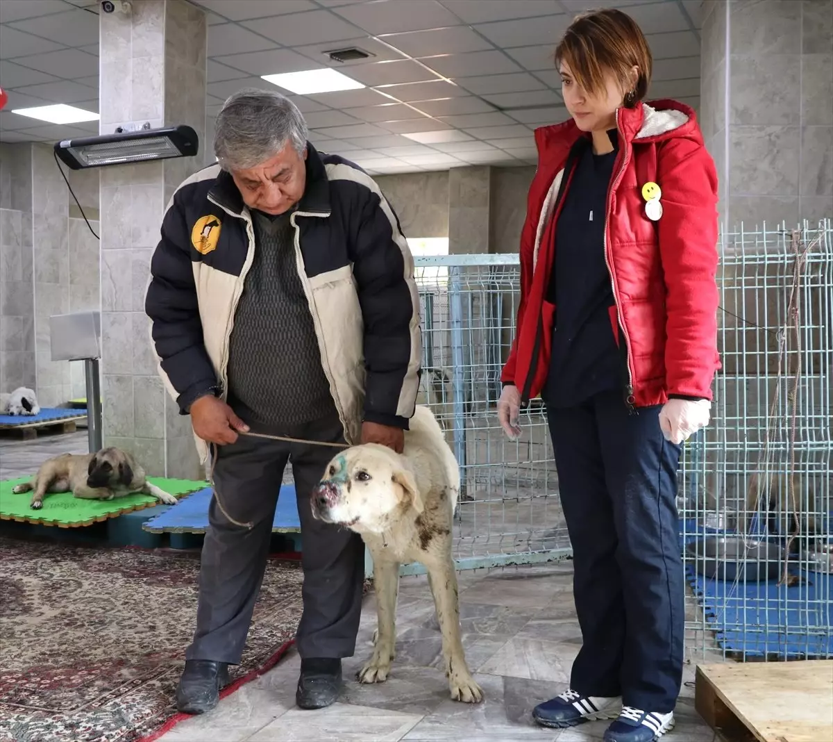 Yaralı Köpekler Tedavi Altına Alındı