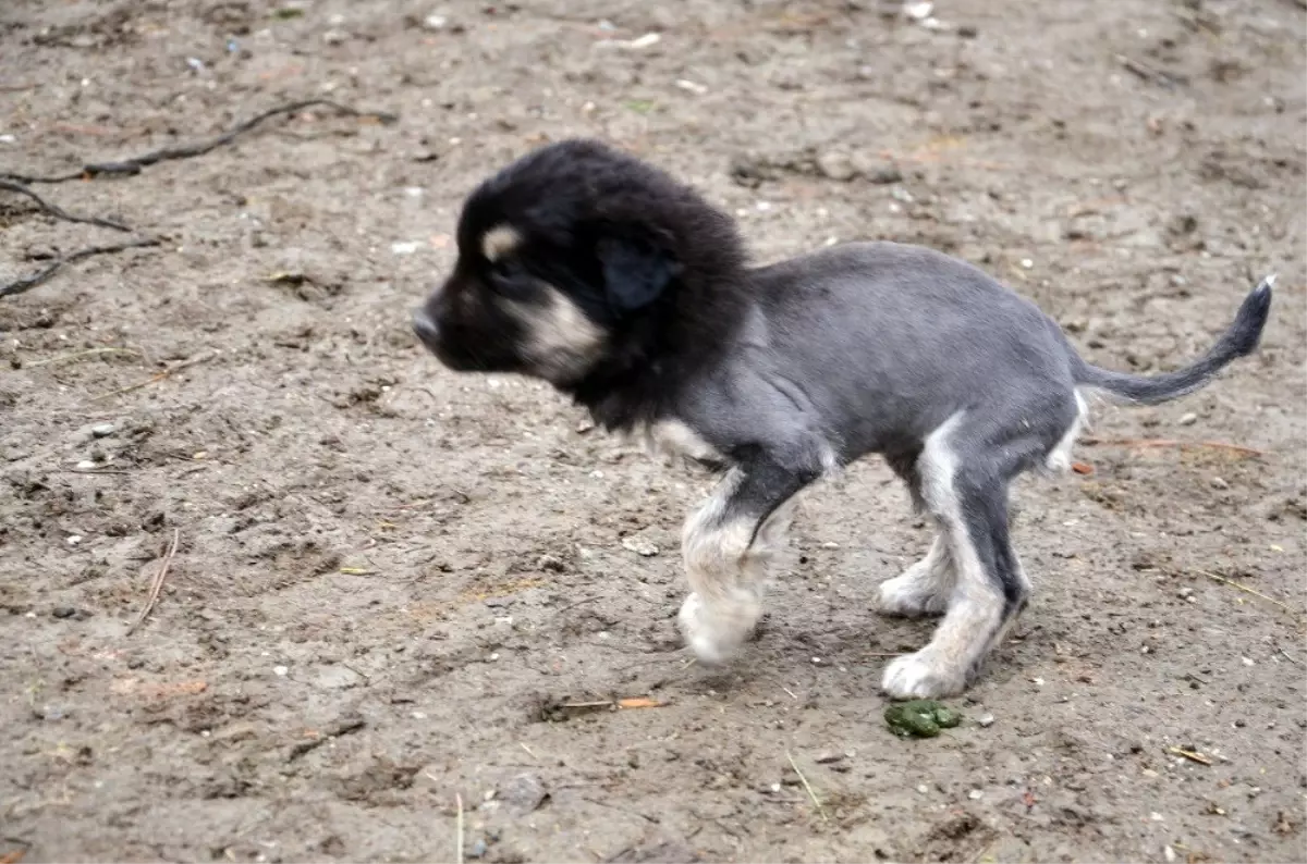 Aslan Görünümlü Köpek Yavrusu