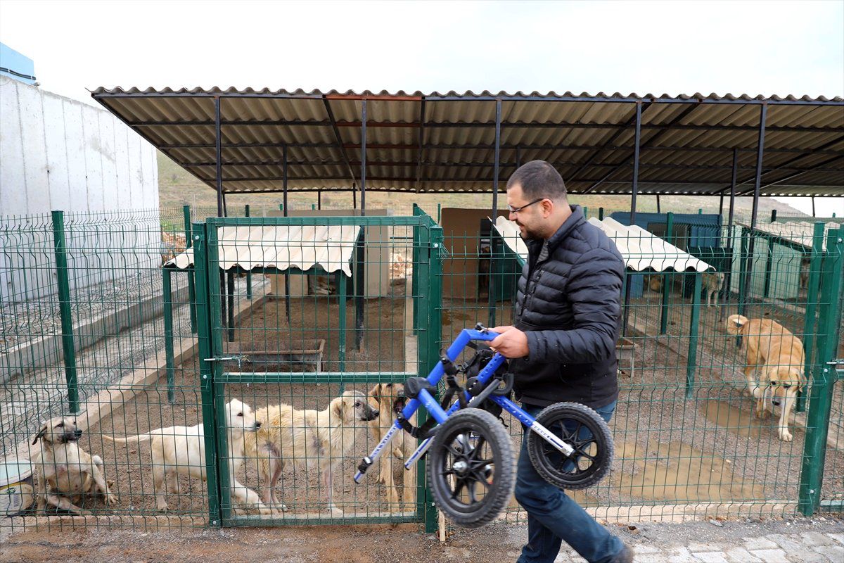 Felçli Köpeğe Yürüteç Desteği