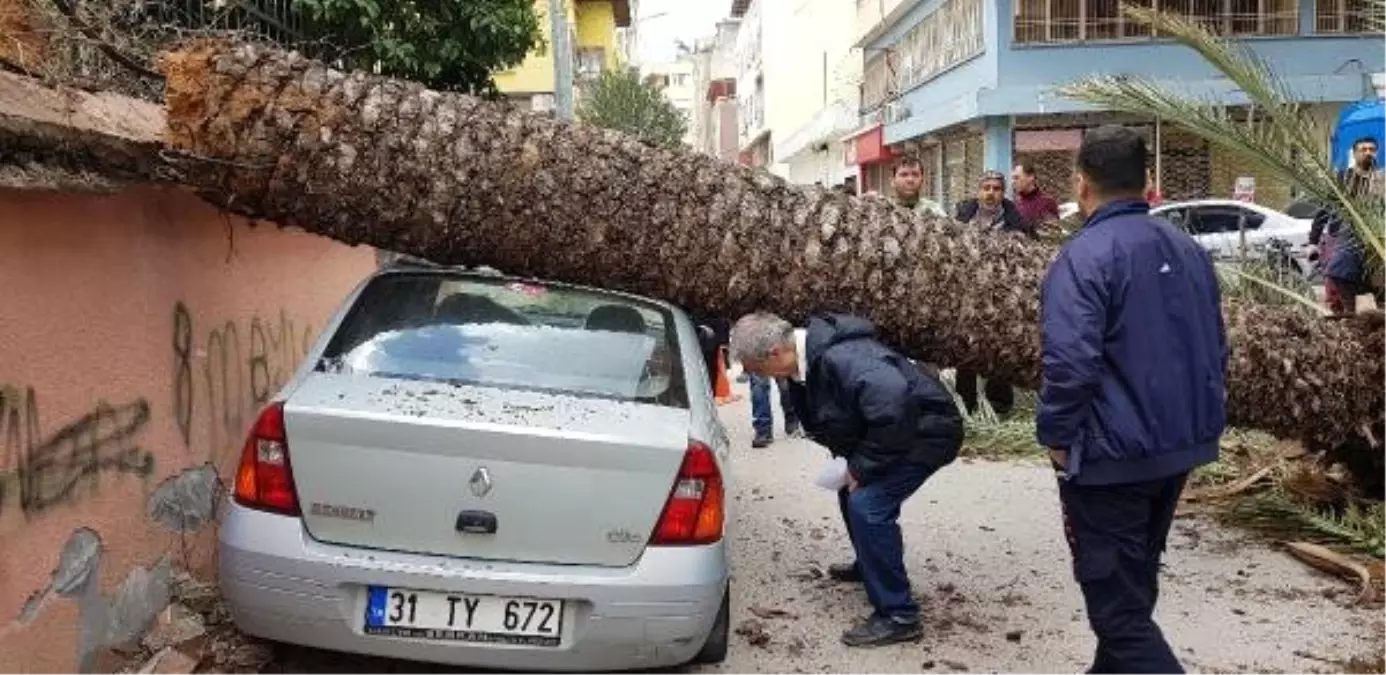 Fırtınanın Devirdiği Hurma Ağacı 2 Araca Zarar Verdi