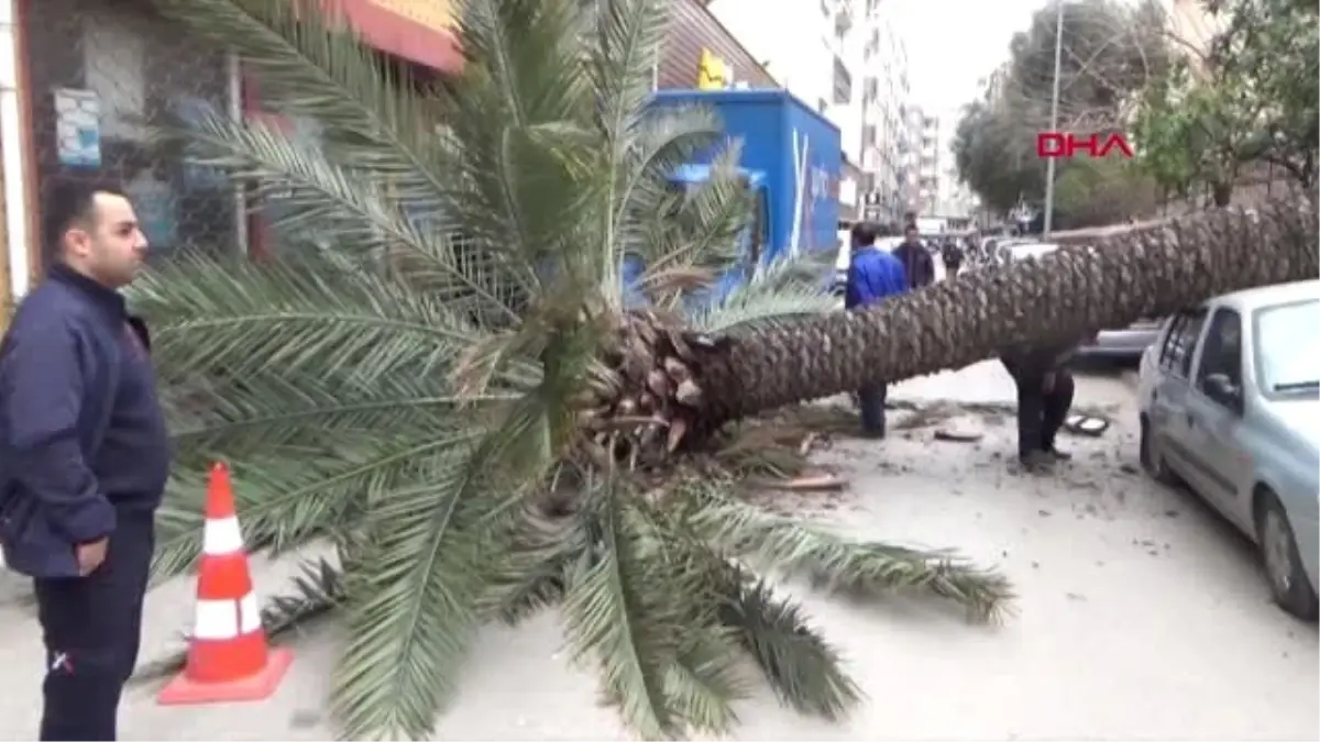 Hatay Fırtınanın Devirdiği Hurma Ağacı 2 Araca Zarar Verdi