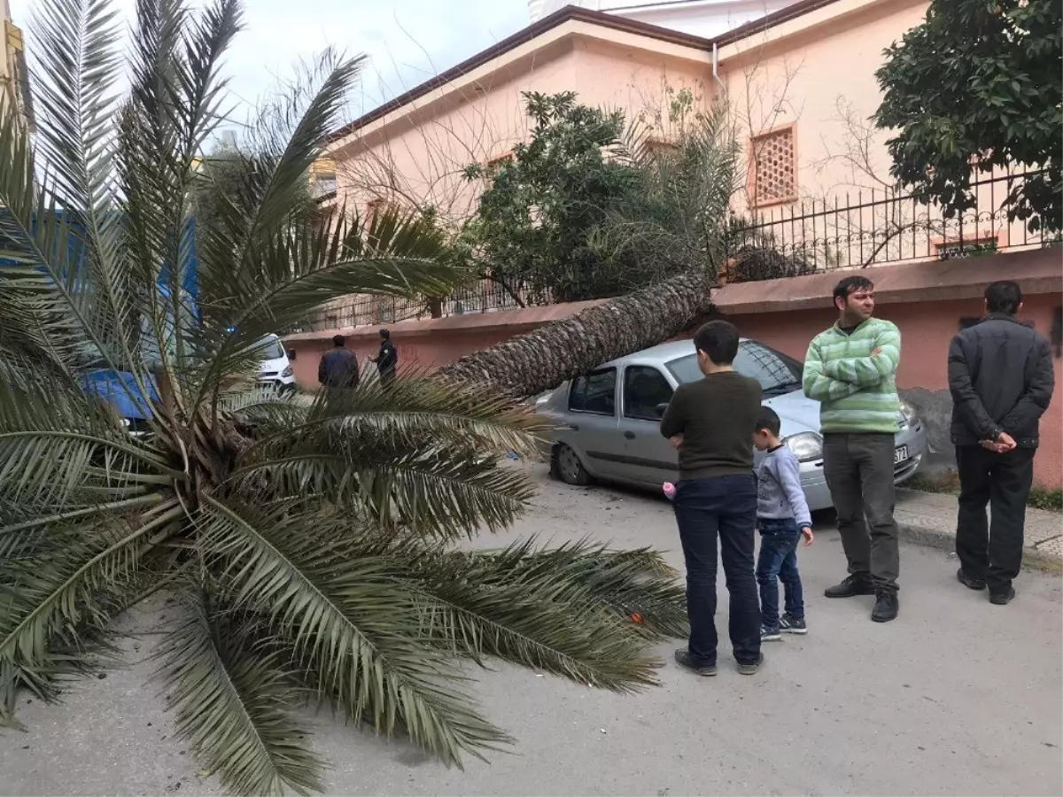 İskenderun\'da Fırtına Ağaçları Devirdi, Otomobillere Zarar Verdi