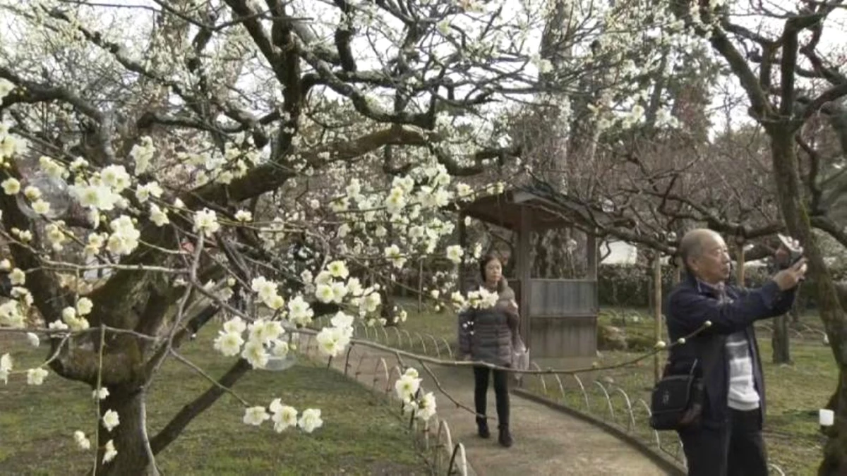Japonya\'da Erik Ağaçlarının Görsel Şöleni