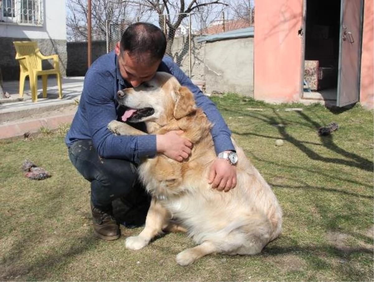 Paşa\' ile Köpek Korkusunu Yendi, Hayatı Değişti