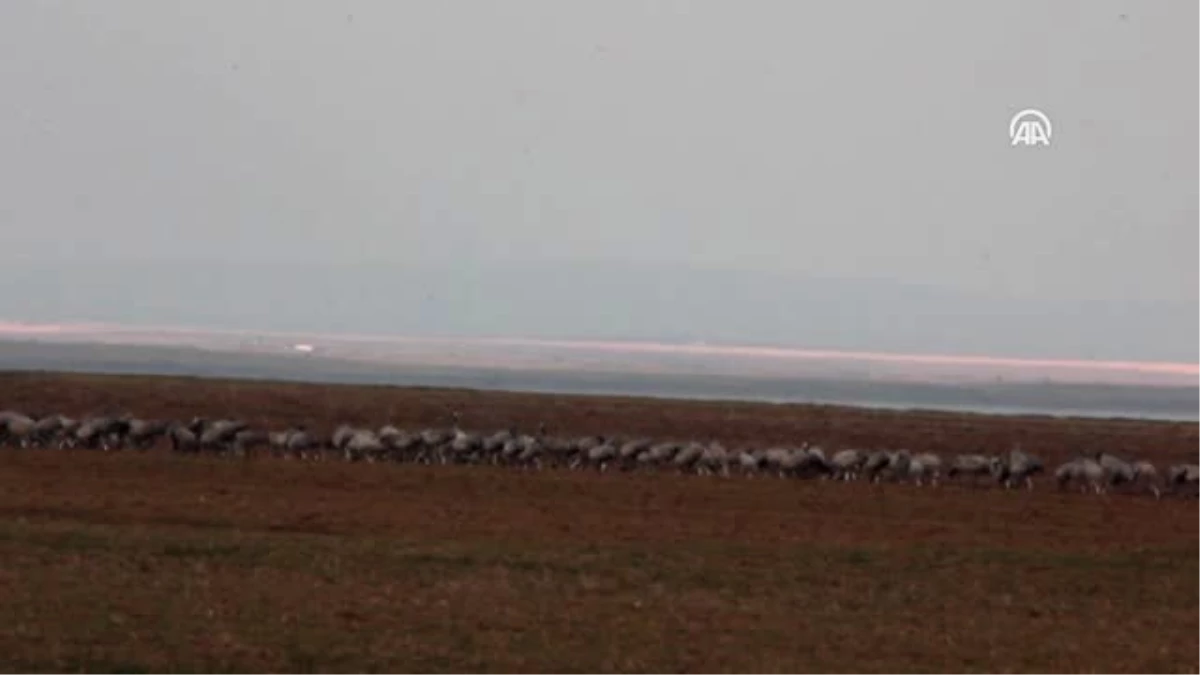 Seyfe Gölü Misafirlerini Erken Ağırlamaya Başladı