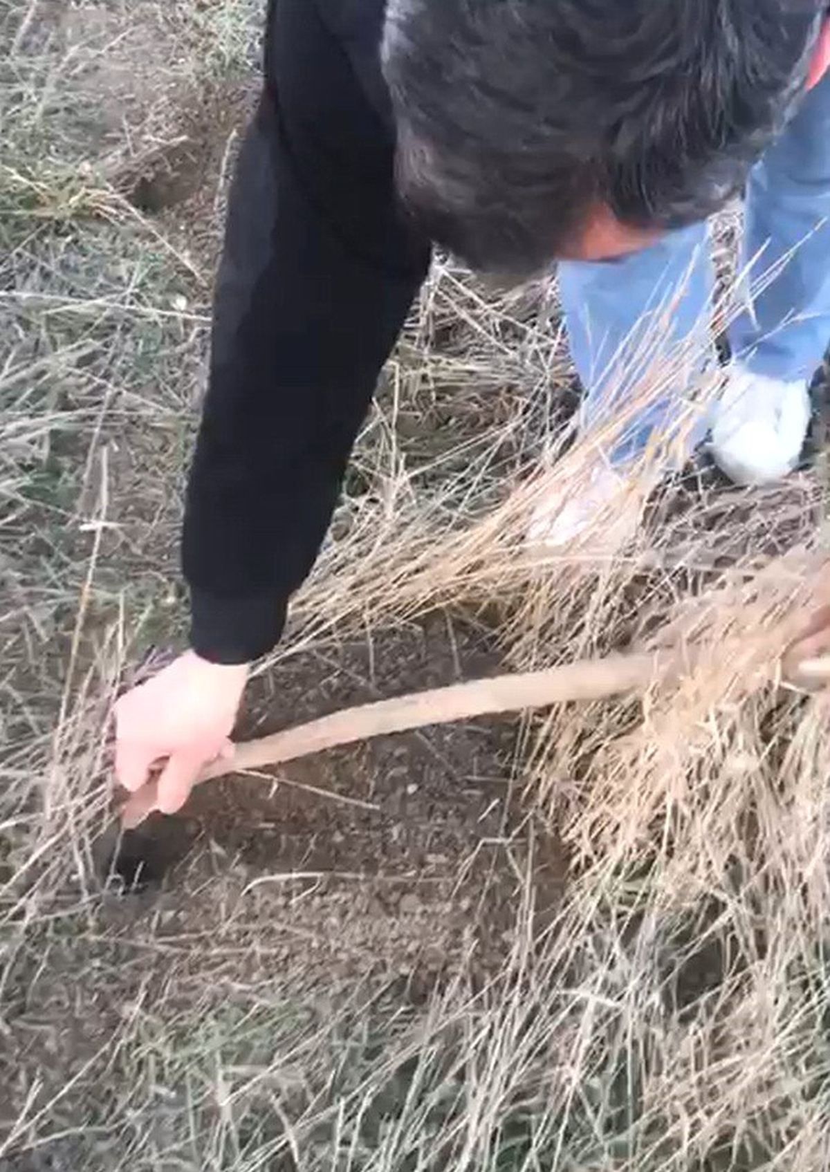 Yılanı Kafasından Tutup Fare Deliğine Bıraktı