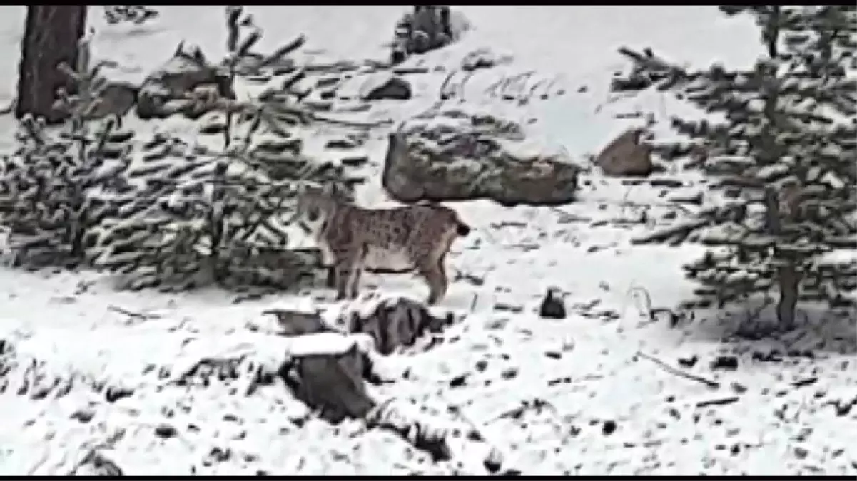 Gördüğü Vaşağı "Pisipisi" Diye Çağırdı