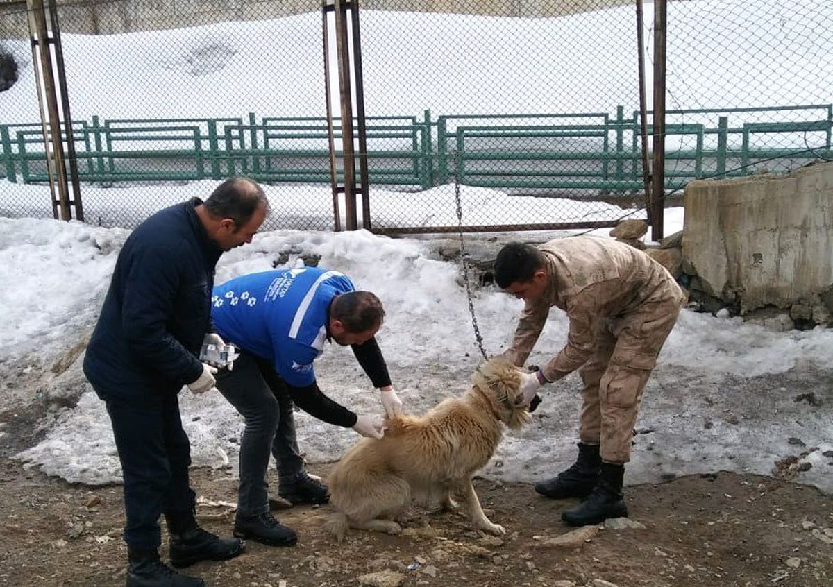 Hakkari\'deki Köpekler Sağlık Taramasından Geçirildi