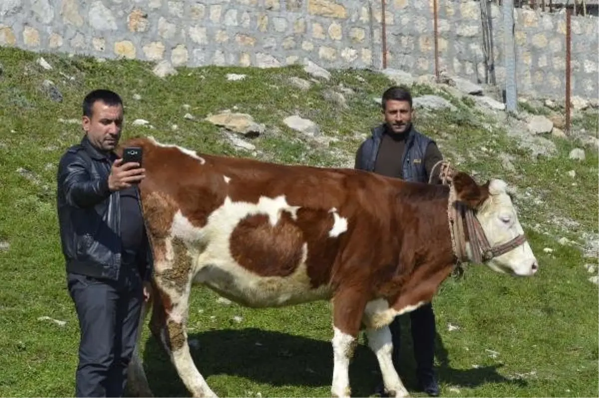 İnekteki Ay Yıldız, Buzağıdaki Kalp Figürü Şaşırtıyor