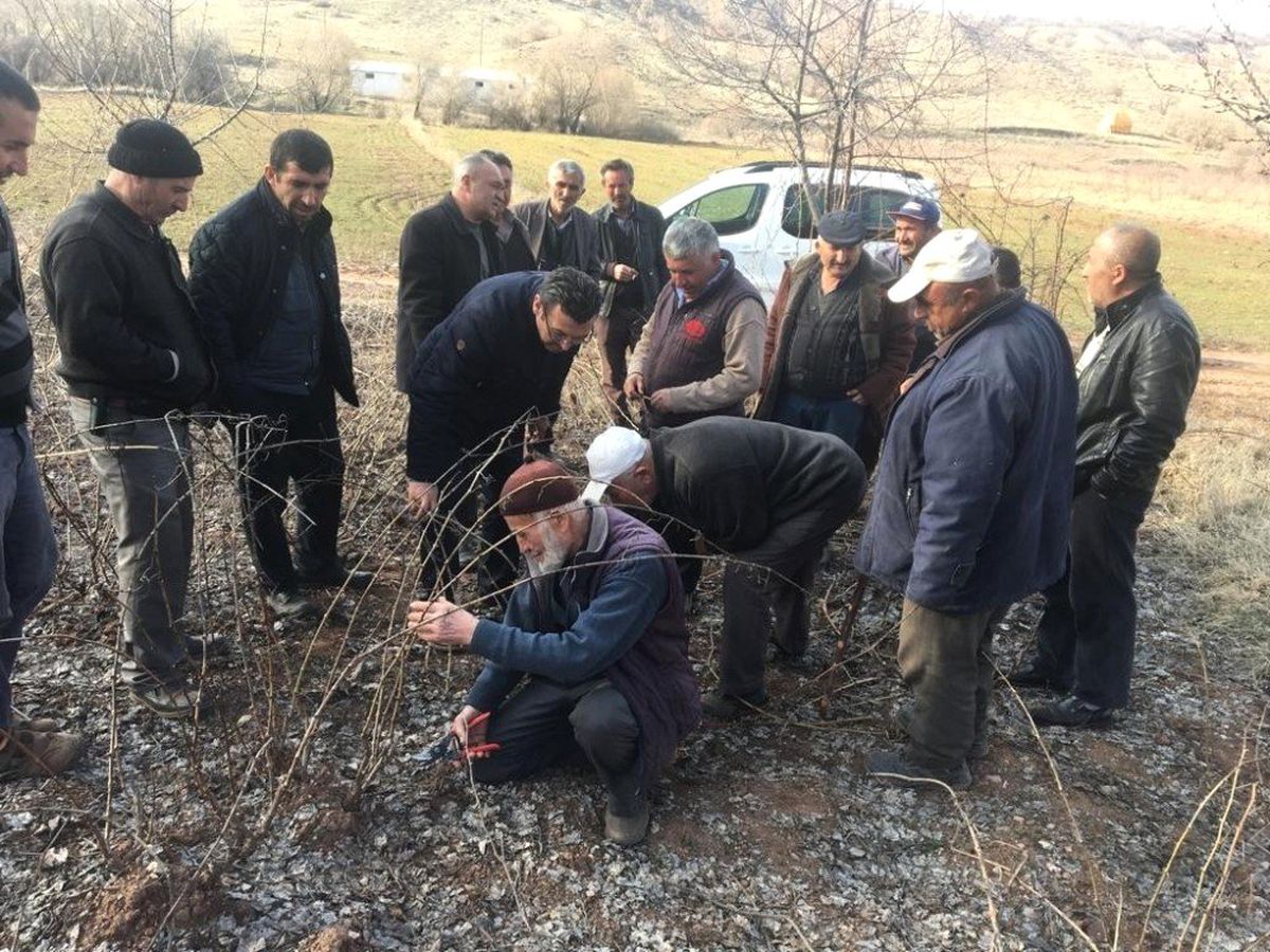 Kırıkkale\'de Çiftçilere Budama Eğitimi Verildi