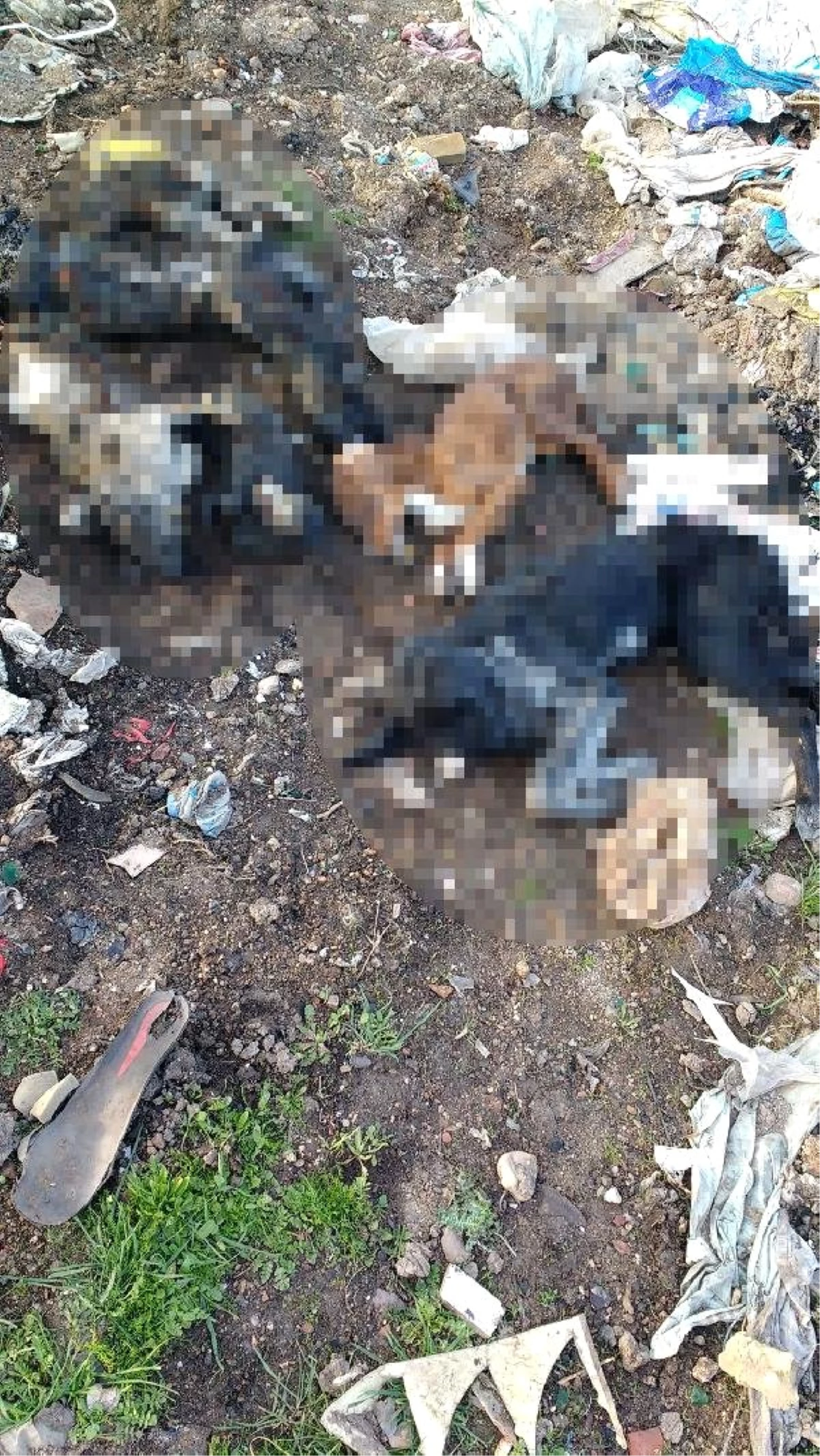 Kırklareli\'de Yakılmış Kedi ve Köpek Ölüleri Bulundu