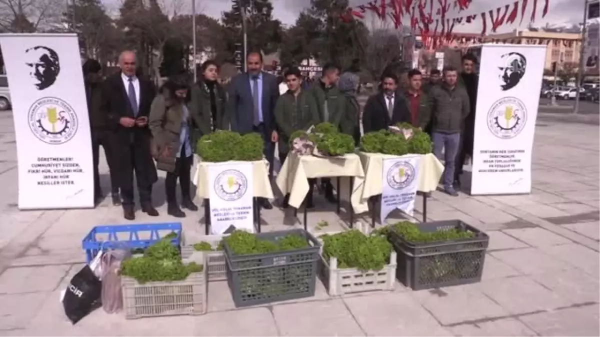 Kış Şartlarında Yetiştirdikleri Marulları Vatandaşlara Dağıttılar