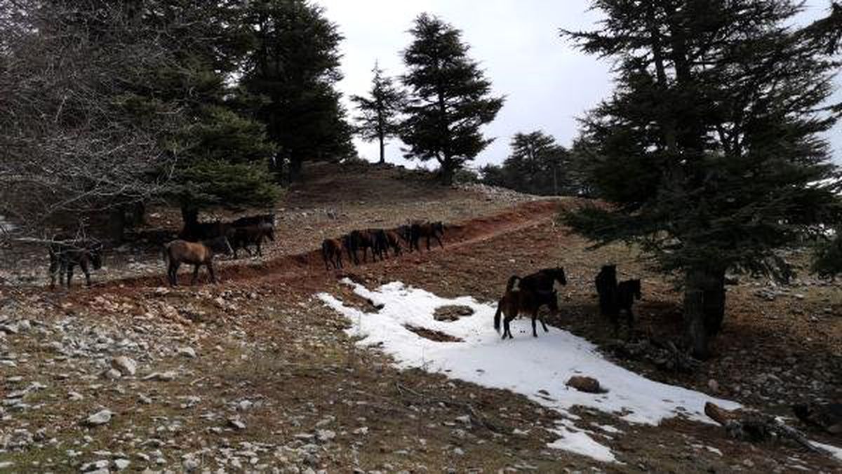 Aç Kalan Yılkı Atları Ölüyor
