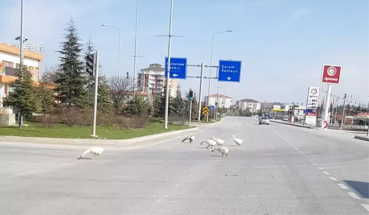 Başıboş Kazlar Trafiği Tehlikeye Düşürdü