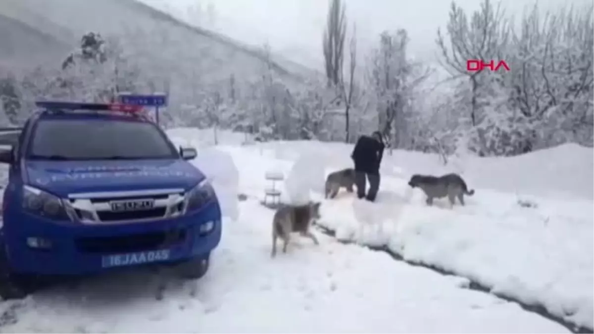 Bursa Jandarmadan Sokak Hayvanlara Yiyecek