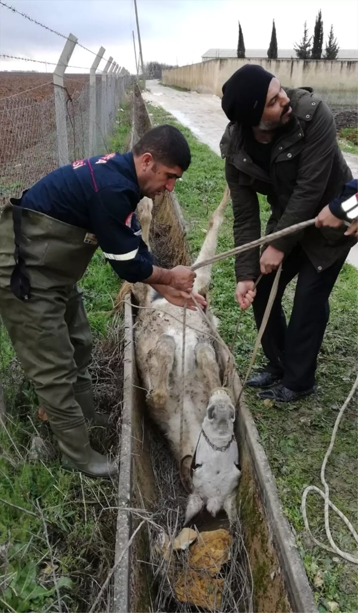 Şanlıurfa\'da Sulama Kanalına Sıkışan At Kurtarıldı