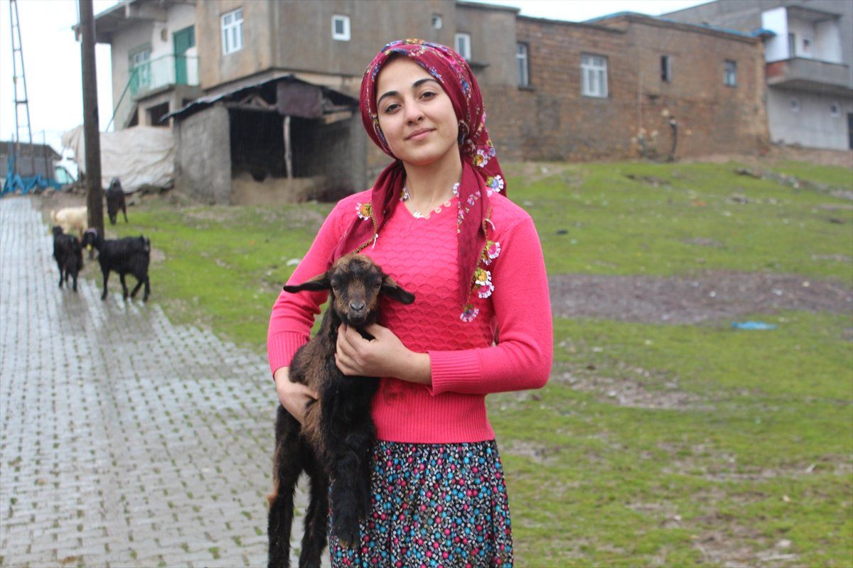 Siirtli Merve Devlet Desteğiyle Hayvancılık Yapıyor