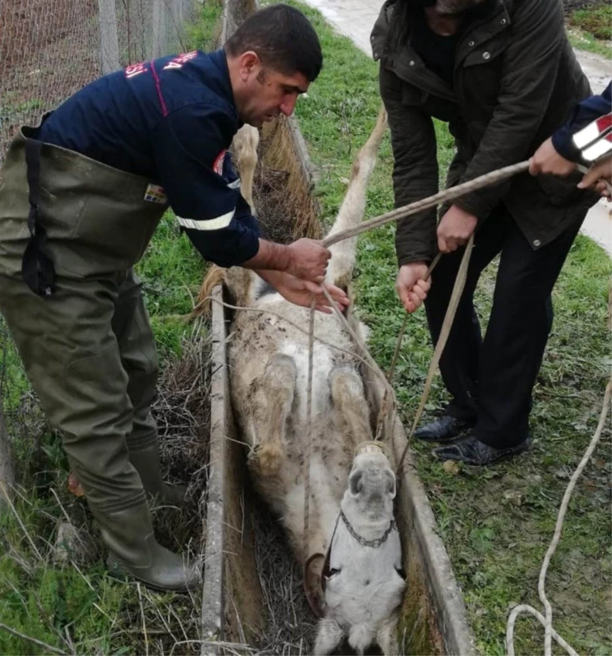 Sulama Kanalında Sıkışan At Kurtarıldı