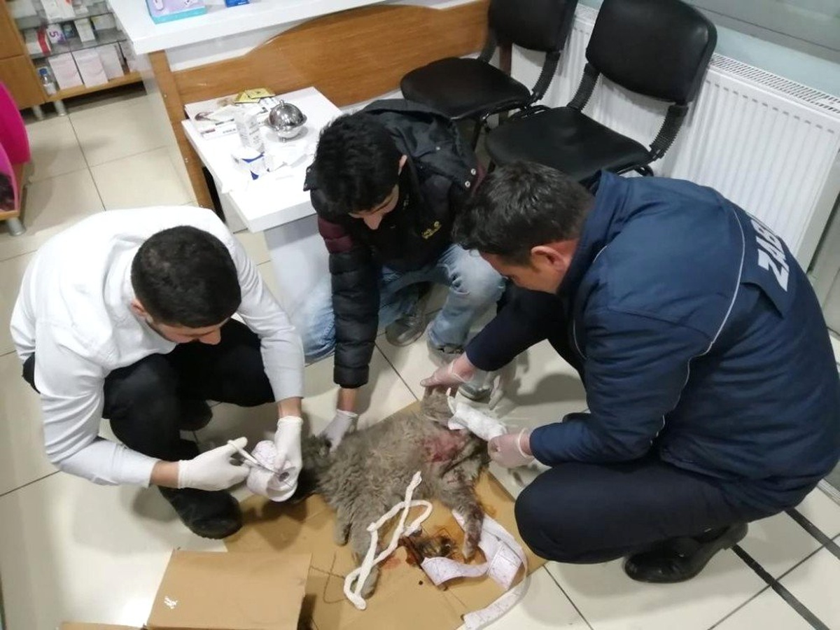 Yaralı Köpeğe Zabıta Ekipleri Sahip Çıktı