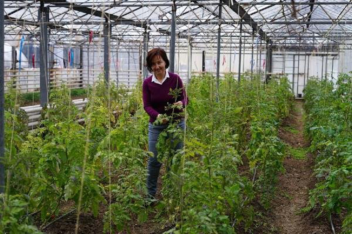 2 Milyon Euro\'luk AB Projesi ile Domates Sektörüne Yenilikçi Çözümler Aranacak