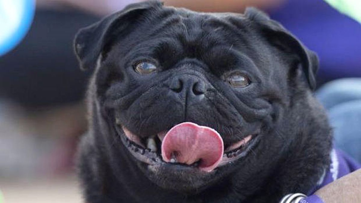 Belediye, Vergi Borcu Olan Ailenin Köpeğini Haczedip 750 Euro\'ya Sattı