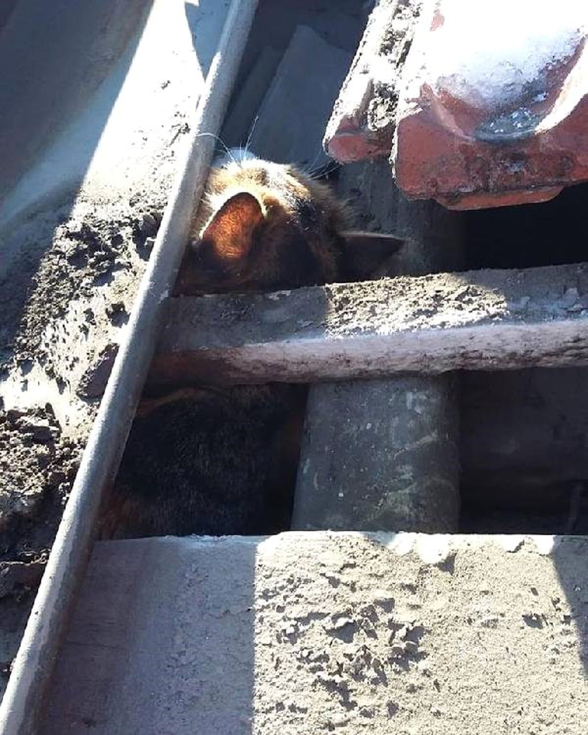 Çatı Boşluğuna Sıkışan Kedi Kurtarıldı