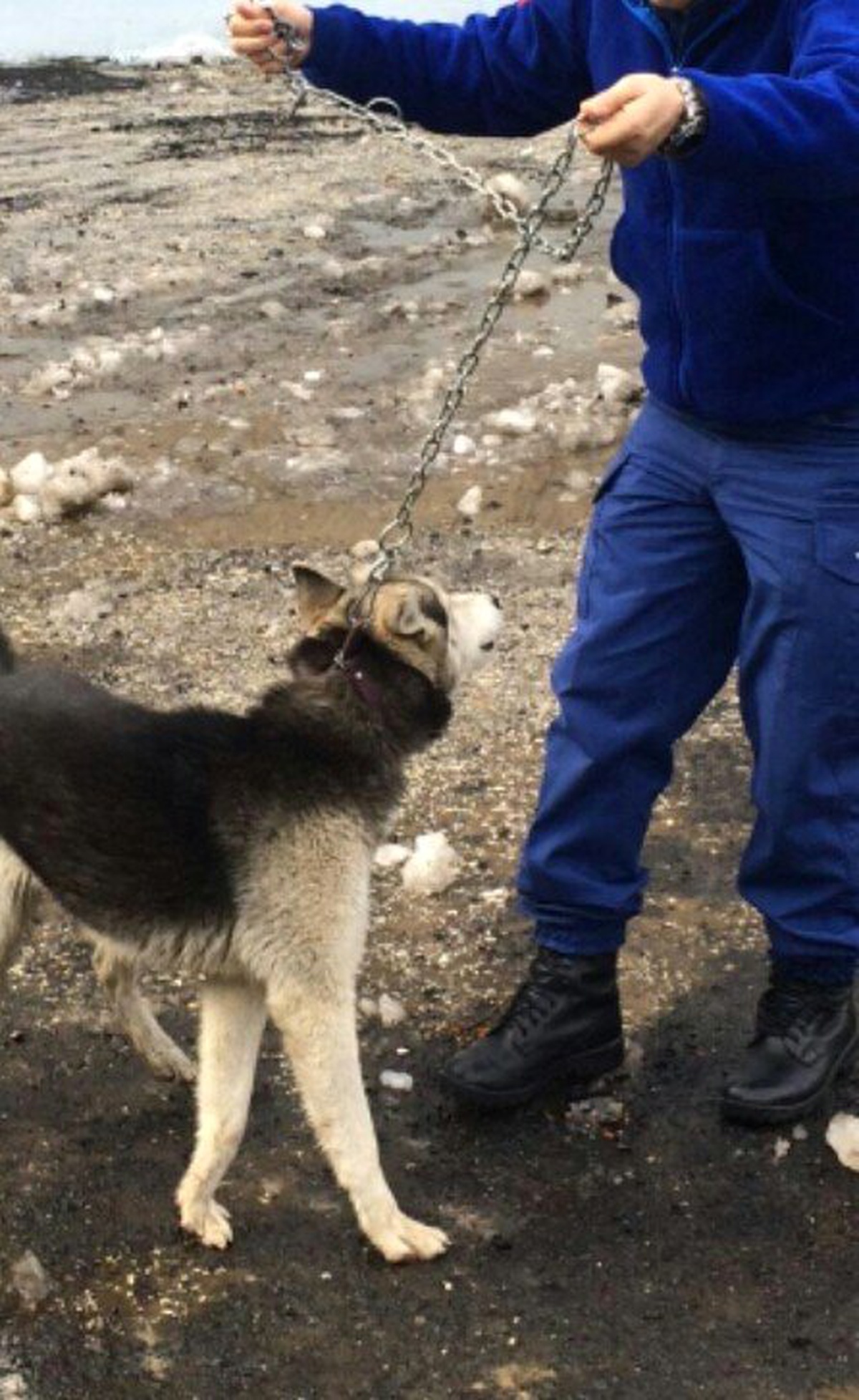 Çok Sevdiği Sibirya Kurdunu Bulana Para Ödülü Verecek