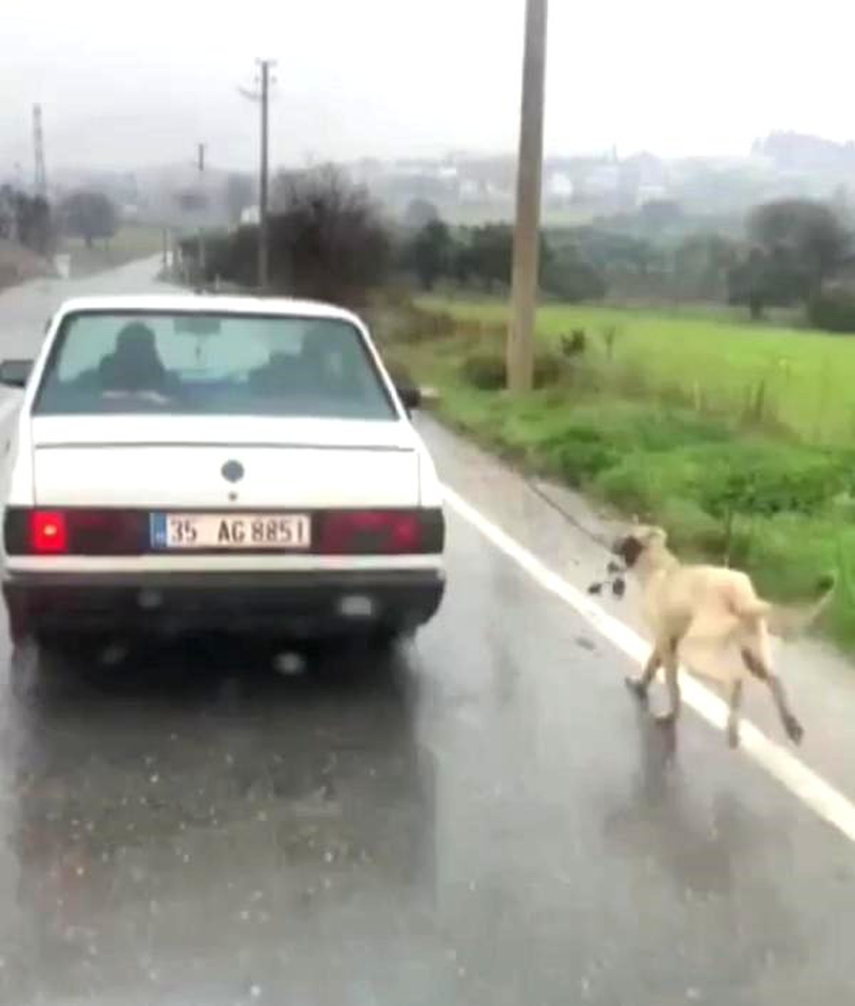 Köpeğini Otomobile Bağlayıp Kilometrelerce Koşturan Sürücü Hakkında İşlem Yapıldı