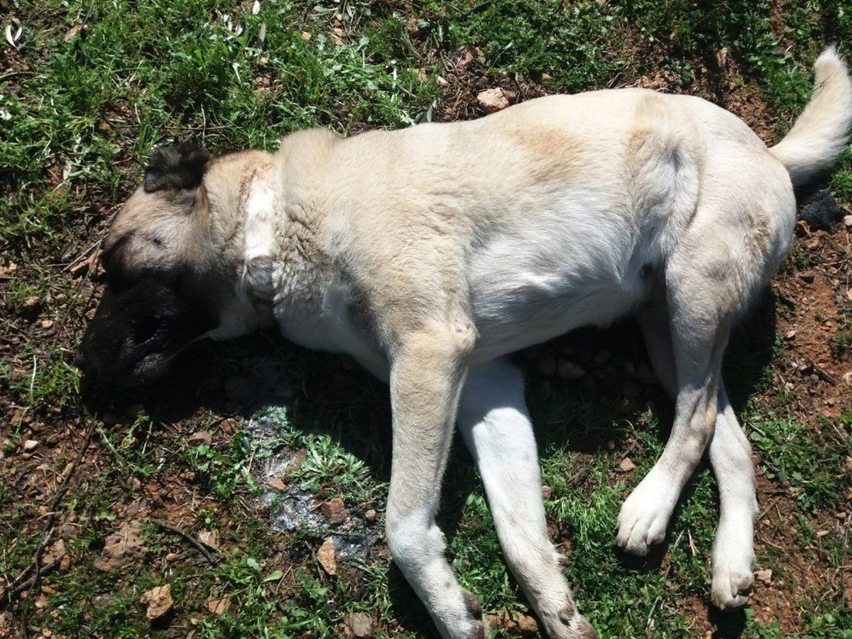 Manisa\'da Sahipli 5 Köpek Zehirlendi