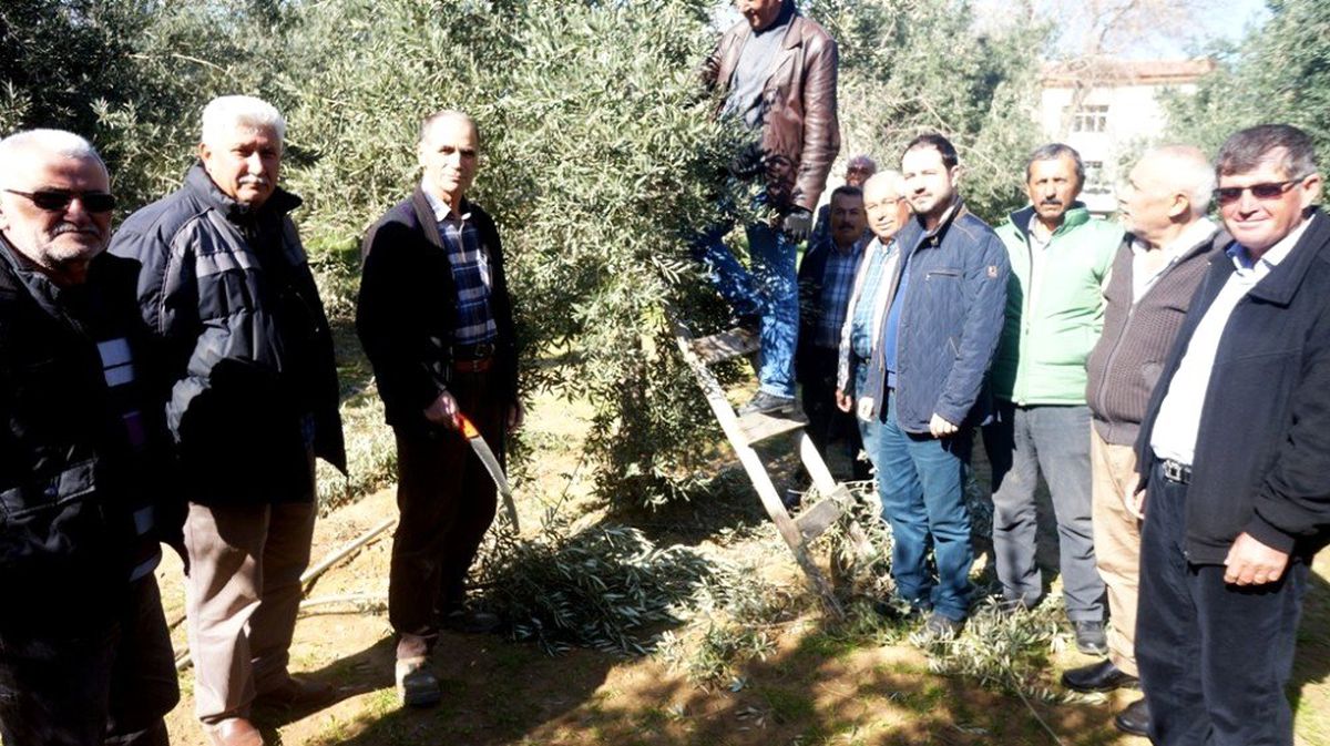 Sarıgöl\'de Zeytin Budama Eğitimi