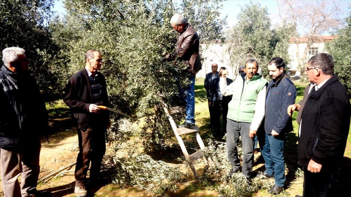 Sarıgöl\'de Zeytin Budama Eğitimi