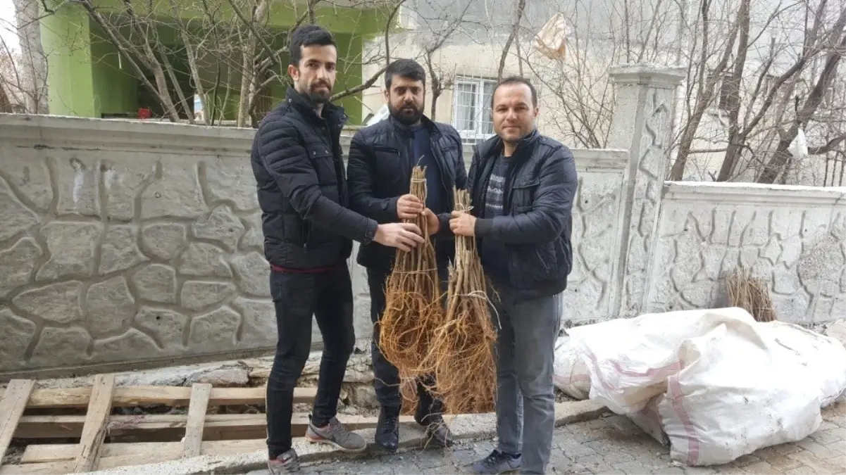 Sason\'da İpek Böceği Yetiştiricilerine 2 Bin Adet Dut Fidanı Dağıtıldı