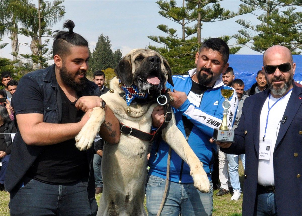 Tescilli Yerli Köpek Irkı Sayısının 8\'e Çıkartılması Hedefleniyor