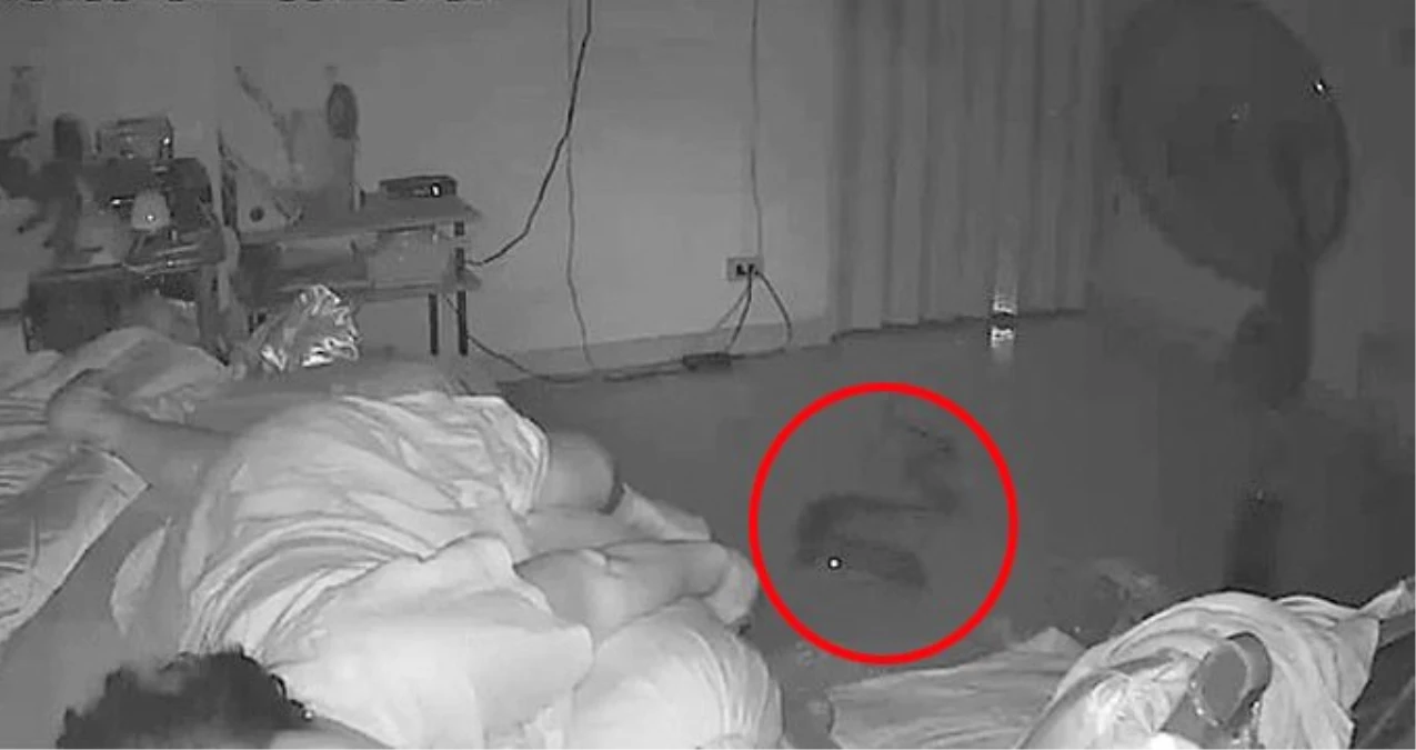 Dev Pitonun Uyuyan Kadını Isırdığı Görüntüler Saniye Saniye Kaydedildi