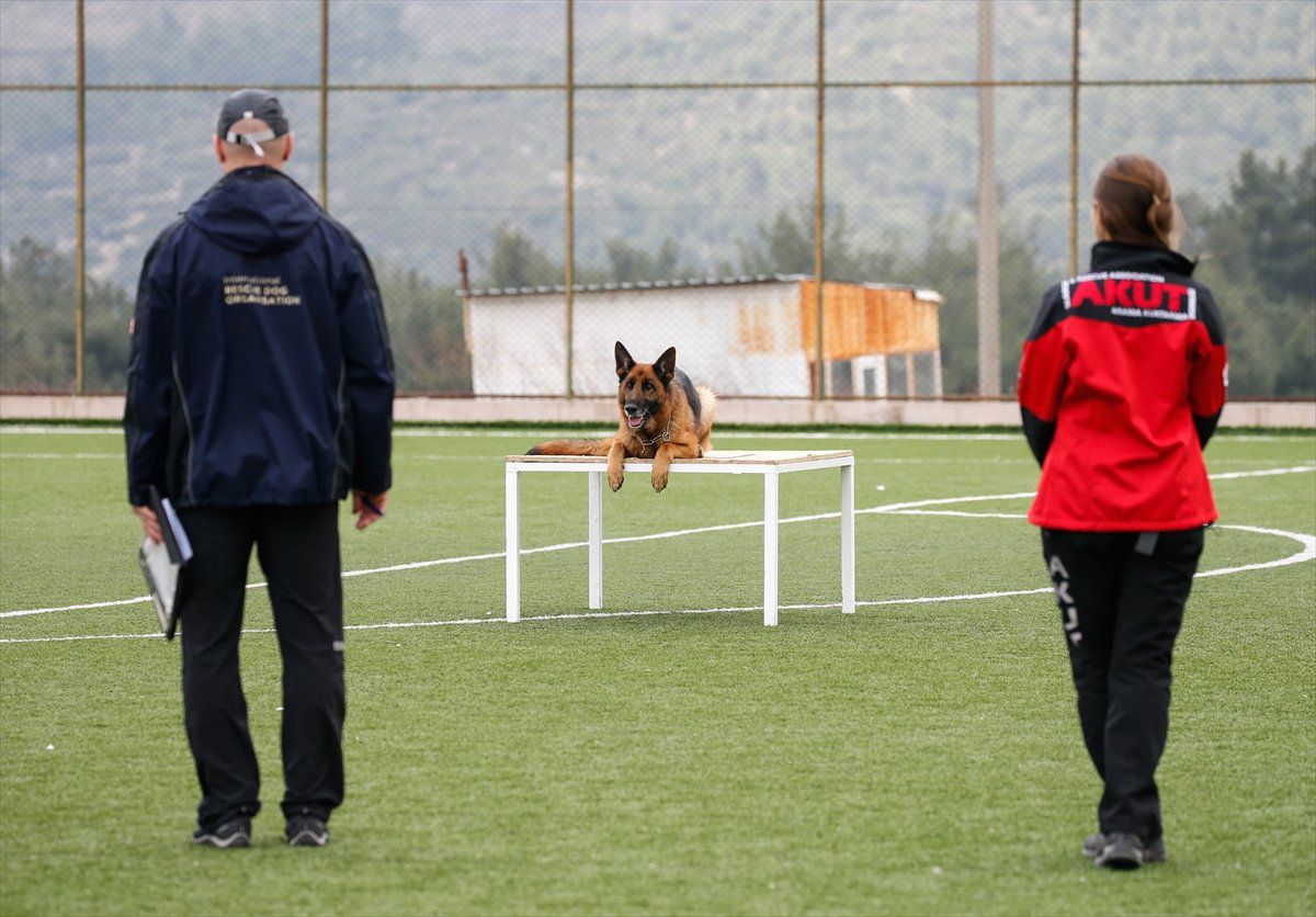 Köpekler Uluslararası Arama Kurtarma Sertifikası İçin Yarıştı