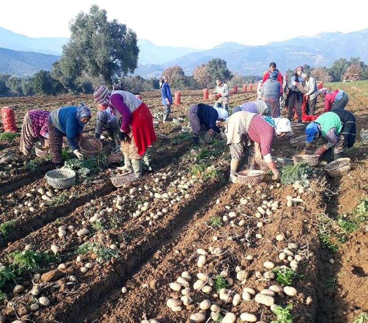 Ödemişli Patates Üreticileri Bir Yandan Hasat Bir Yandan Ekim Yapıyor