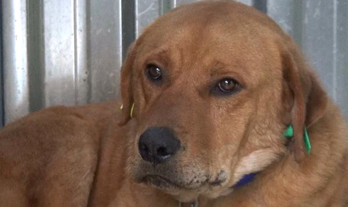 Silivri\'de Tüfekle Vurulan Köpek Sağlığına Kavuştu