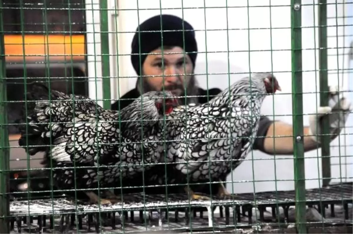 Yalova\'da Süs Tavukları Müzayede ile Satılıyor