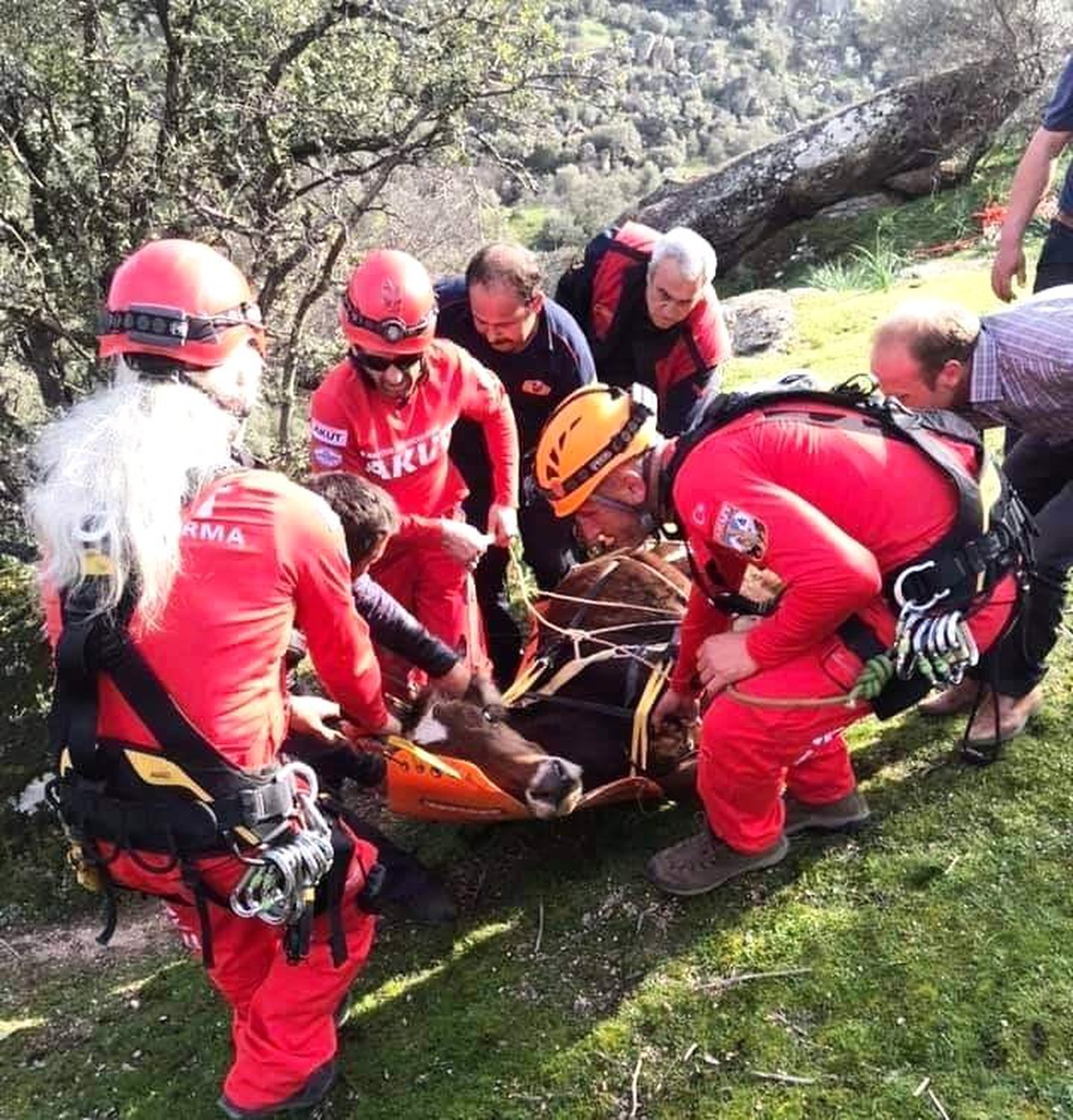 Akut ve İtfaiye Kayalıklara Düşen İnek ve Buzağısı İçin Seferber Oldu