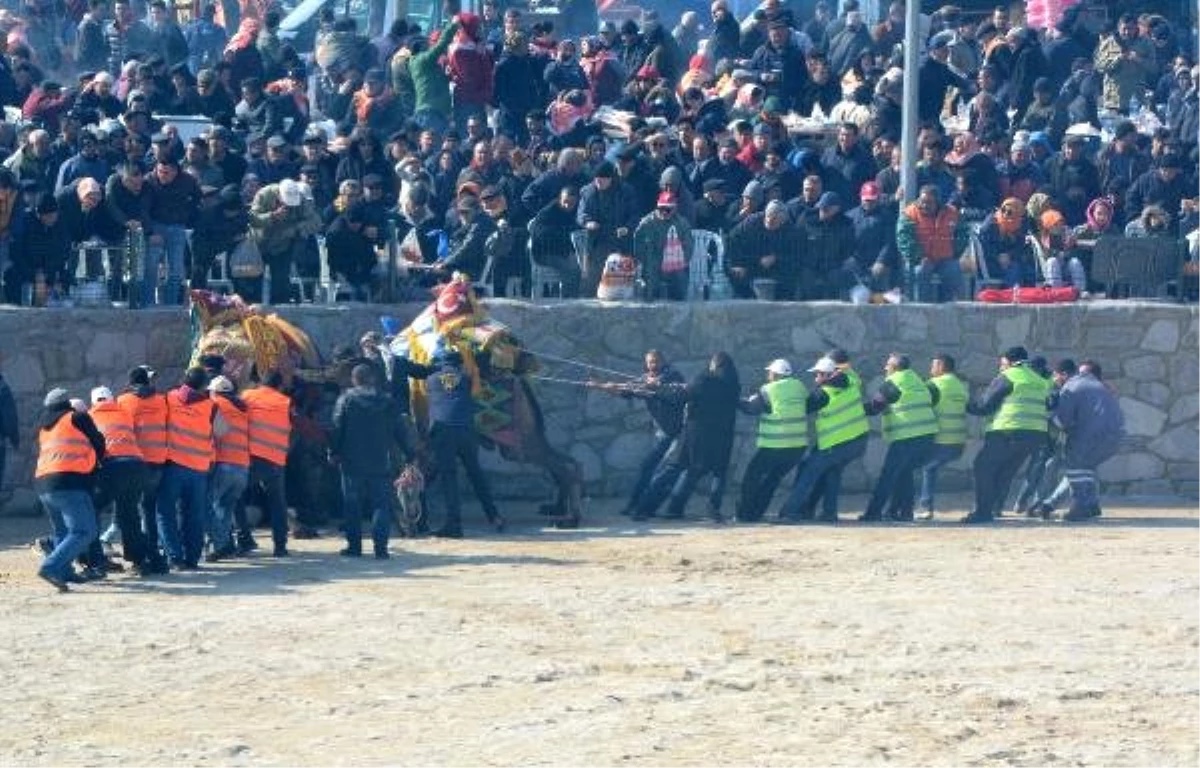 Ayvacık\'ta 3\'üncü Deve Güreşi Festivali Yapıldı