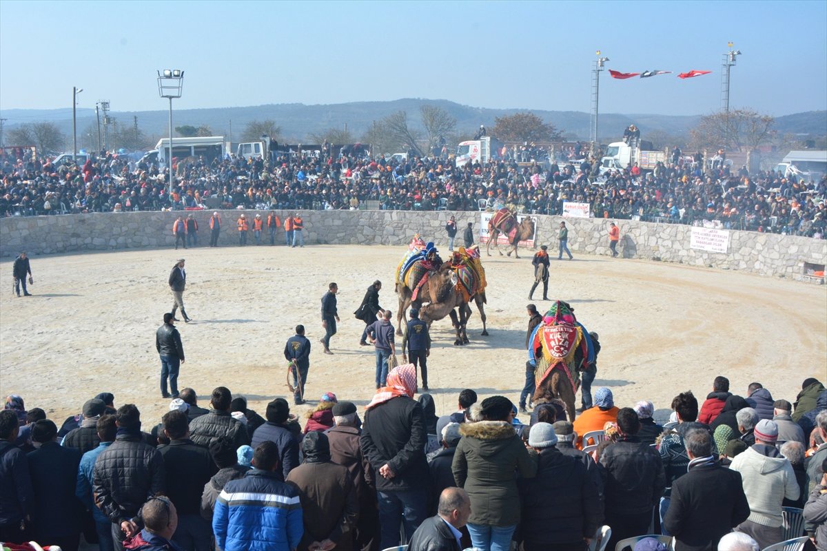Çanakkale\'de Deve Güreşi Festivali