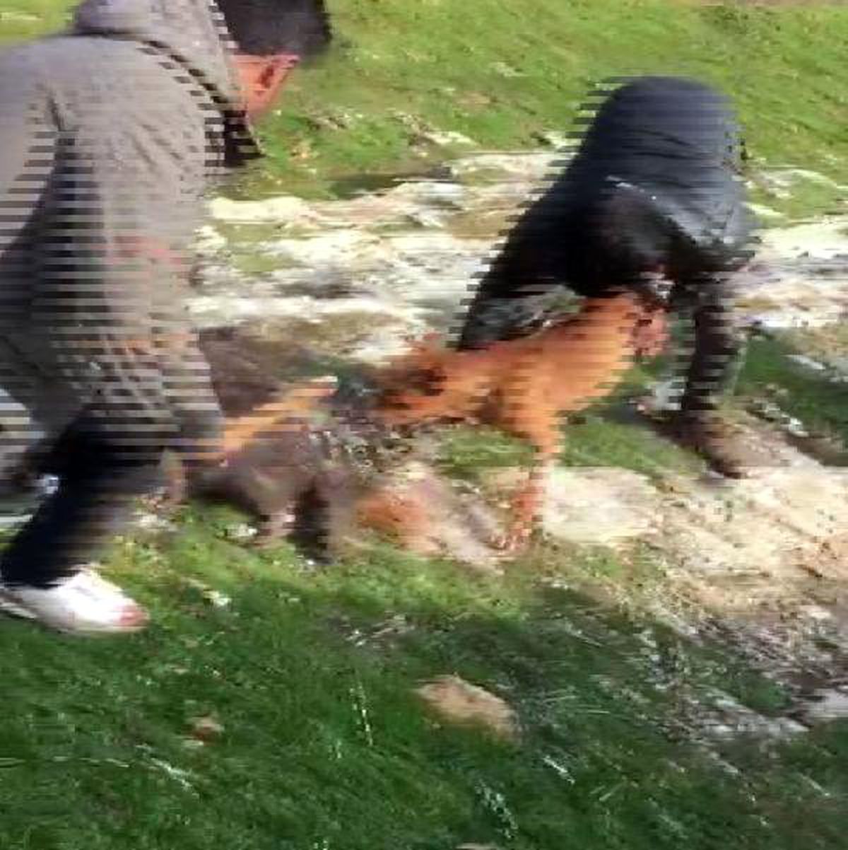 Kirpiyi Vahşice Öldürüp, Görüntüleri Sosyal Medyada Paylaştılar