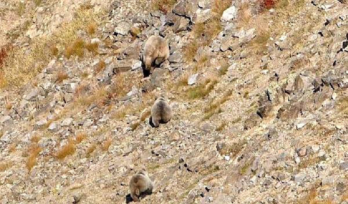Kış Uykusuna Yatmayan Ayılar, Tehlike Oluşturuyor
