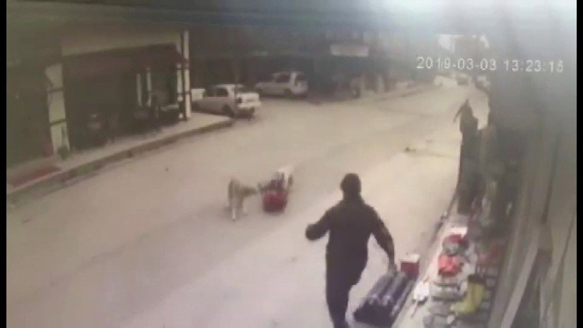 Köpeklerin Saldırısına Uğrayan Çocuğu Esnaf Kurtardı