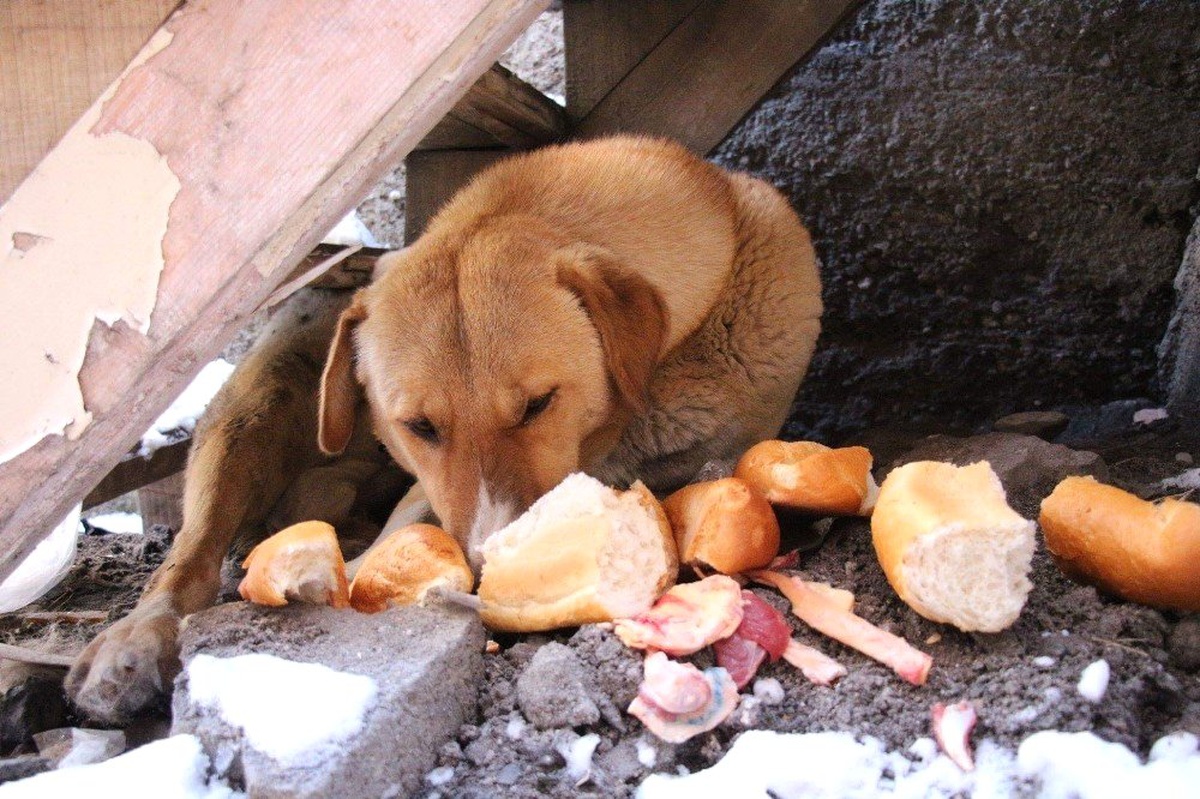 Yavru Köpek Donarak Telef Oldu, Anne Diğer Yavrulardan Ayrılmıyor