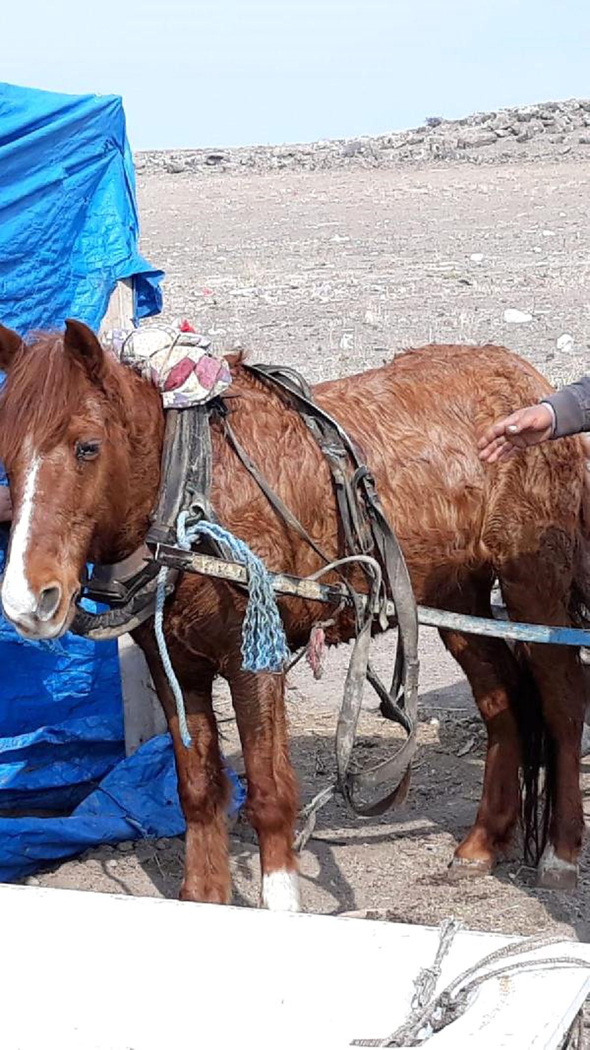 Bahçedeki Atı Çaldığı İddia Edilen Şüpheli \'Sahipsiz Sandım\' Dedi