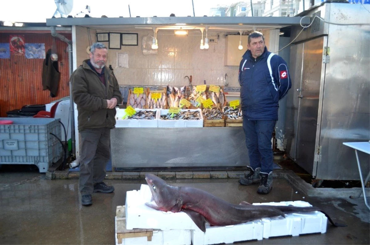 Bursa\'da Balıkçı Ağlarına Dev Köpek Balığı Takıldı