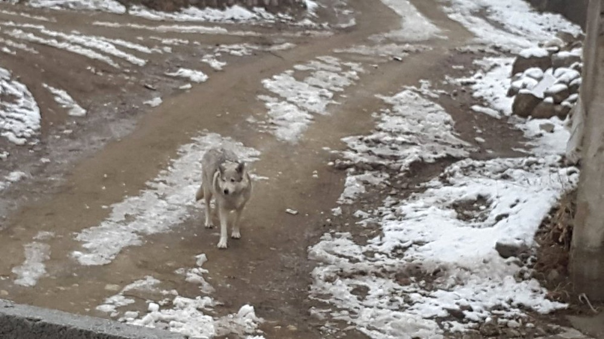 Evden Çıktı Gördüğü Şey Karşısında Büyük Korku Yaşadı