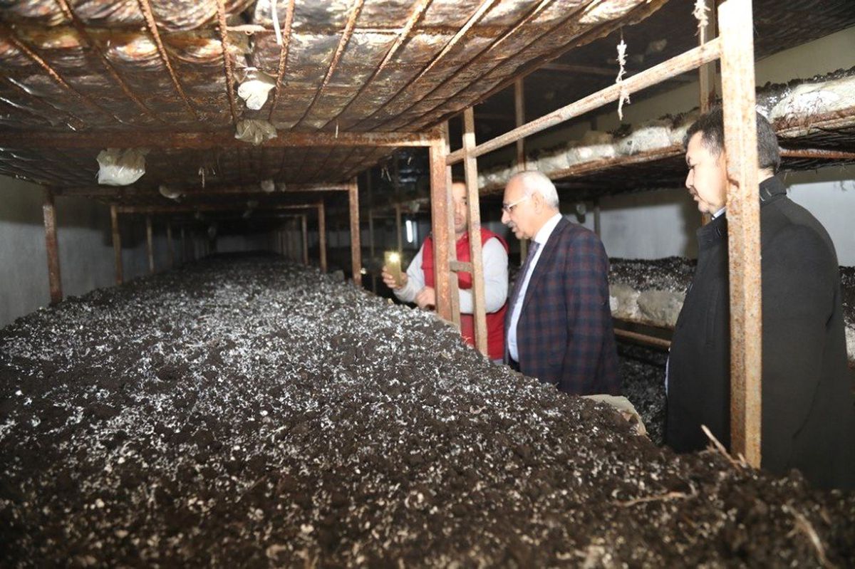 Genç Girişimcinin Mantar Başarısı