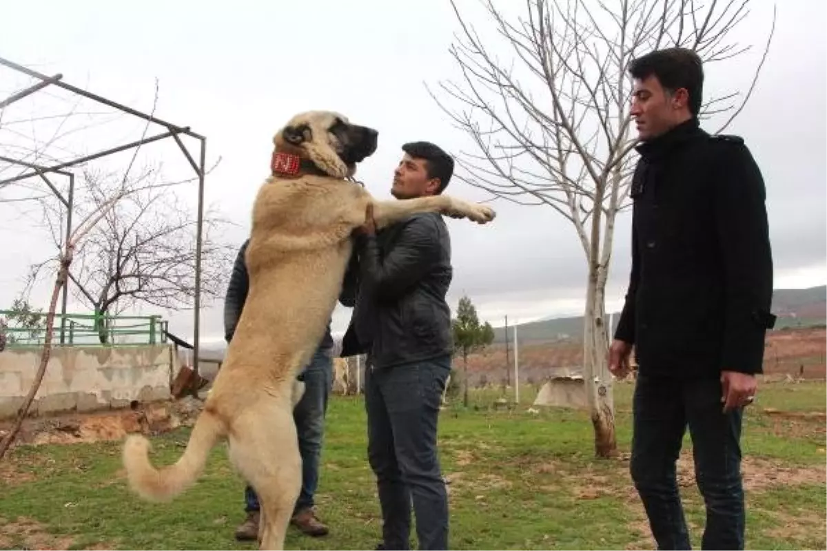 Güçlü ve İri Cüsseli \'Guregh\' Köpekleri, Otomobil Fiyatına Satılıyor